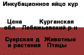 Инкубационное яйцо кур › Цена ­ 50 - Курганская обл., Лебяжьевский р-н, Суерская д. Животные и растения » Птицы   